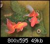         

:  goldfish.jpg
:  964
:  48,6 KB