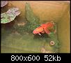         

:  one goldfish.jpg
:  1008
:  52,1 KB