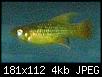         

:  fish.jpg
:  316
:  4,1 KB