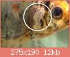         

:  albums-p512-tsala11-male_gill_tubercles1_zpsxpxxhm0s.jpg
:  7228
:  12,1 KB