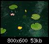         

:  water lillie.jpg
:  678
:  52,7 KB