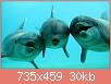         

:  sn-dolphins-thumb-800xauto-12067.jpg
:  621
:  30,2 KB