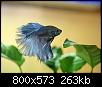         

:  betta.JPG
:  427
:  262,8 KB