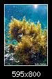         

:  sea plants.jpg
:  332
:  225,5 KB