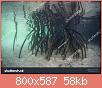         

:  stock-photo-specialized-prop-roots-descend-from-red-mangrove-trees-rhizophora-sp-in-a-mangrove-f.jpg
:  939
:  58,2 KB