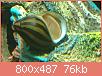         

:  nerite.jpg
:  361
:  76,2 KB