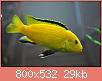         

:  electric-yellow-cichlid.jpg
:  228
:  29,0 KB