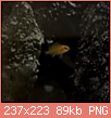         

:  Screenshot_2019-06-21 Young labidochromis - YouTube.png
:  374
:  89,4 KB