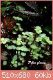         

:  pilea glauca.jpg
:  375
:  60,2 KB