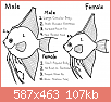         

:  Sexing-Angelfish1.png
:  242
:  107,4 KB