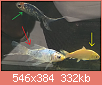         

:  fish.png
:  528
:  332,3 KB
